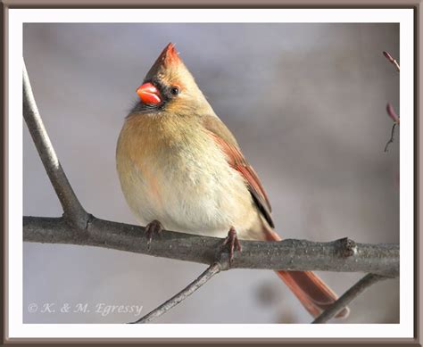 Northern Cardinal, Female | BirdForum