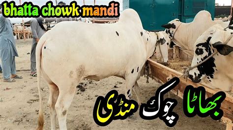 View Bhatta Chowk Mandi Rawalpindi Latest Update Qurbani Bulls Eid Ul