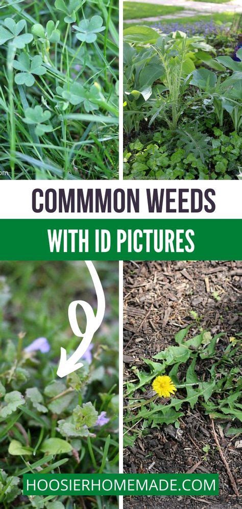 Yard Weeds Weeds In Lawn Common Garden Weeds What Are Weeds Curb