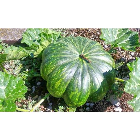 Kalabasa Pumpkin Squash Seeds 20pesos Per Pack Condor Vegetable