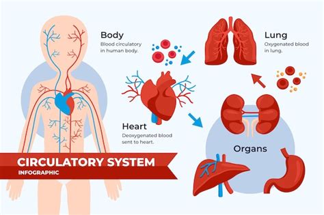 Infográfico Do Sistema Circulatório Em Design Plano Vetor Grátis