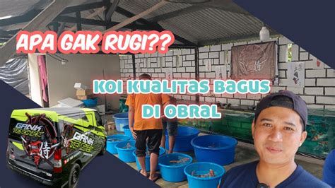 Murah Banget Banjir Diskon Paket Ikan Koi Di Gank Tengkex Youtube