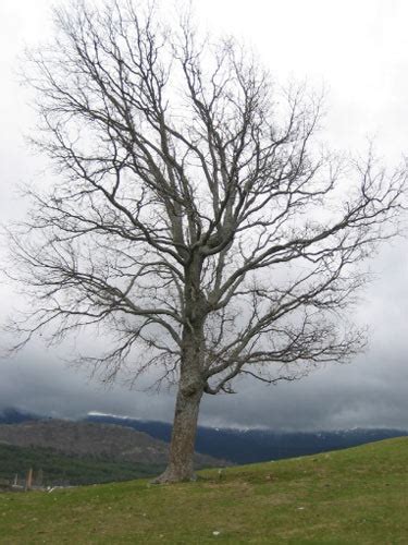 Dibujo De Arbol Seco Imagui