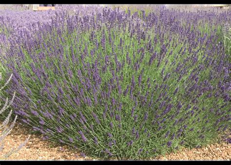 Lavandula Ang Imperial Gem Dunkelblau Er Set Lavendel