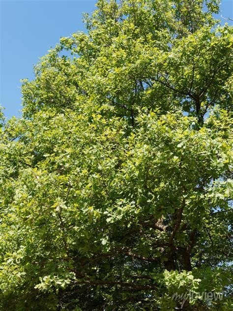 Quercus Robur Ch Ne P Doncul Houppe Ou Cime En D Me Branches