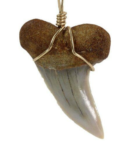 Fossil Mako Tooth Necklace Bakersfield California For Sale