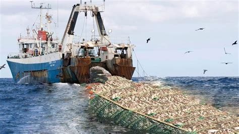 Amazing Big Net Fish Catching On The Vessel Huge Fishing Nets Catch