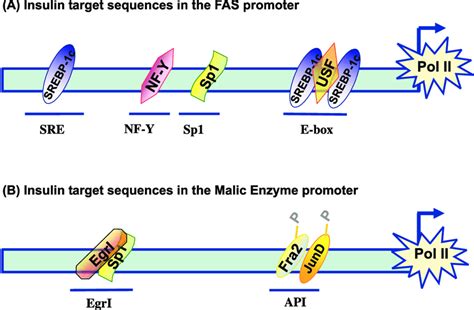 Diagram Of The Fatty Acid Synthase Fas And Malic Enzyme Gene