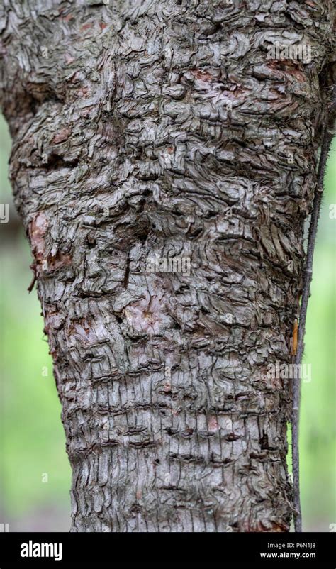 Apple Tree Bark Showing Swirls And Woodpecker Holes Stock Photo Alamy