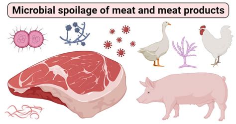 Microbial Spoilage Of Meat And Meat Products Microbe Notes