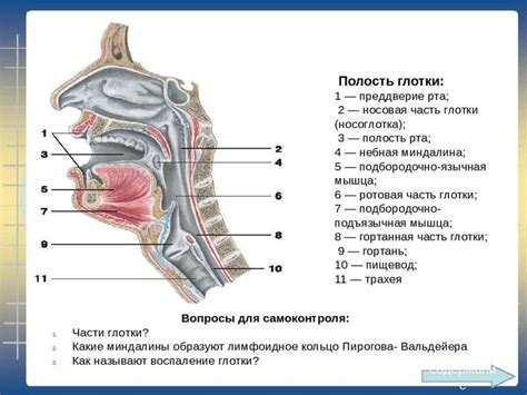 Внутренние органы - online presentation