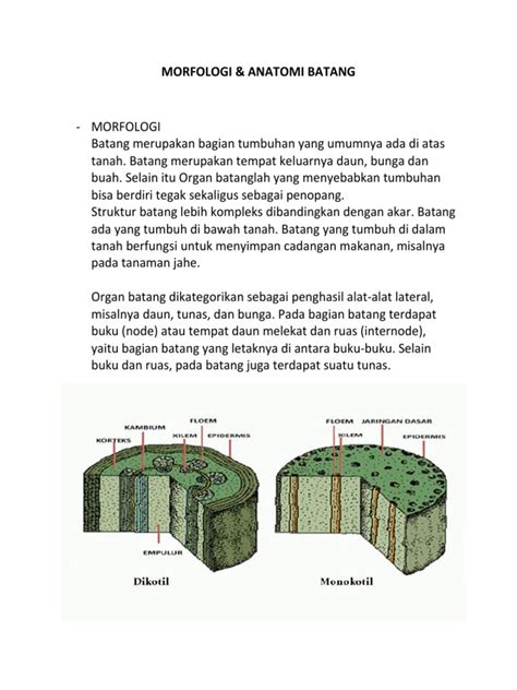 morfologi  anatomi batang