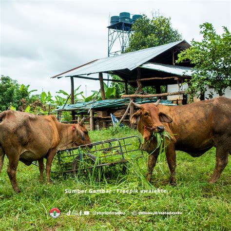 Peluang Usaha Ternak Sapi Di Indonesia Potensi Dan Keuntungannya