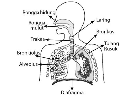 Penyakit Organ Pernapasan Ujian