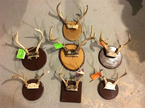 Elk Antler Mounting Kit