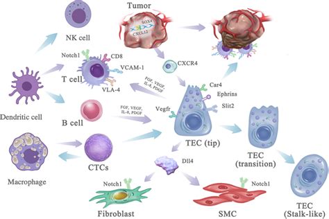 Schematic Of Tumor Microenvironment In The Early Stage Of The Malignant