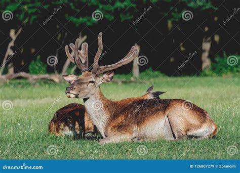 Red Deer Laying In The Grass Nature Habitat Stock Image Image Of