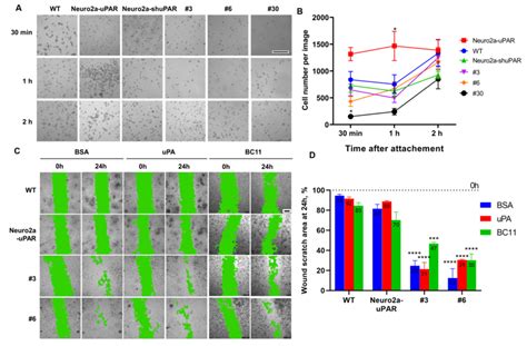 Upar Downregulation Decreases Neuro A Cell Adhesion And Increases