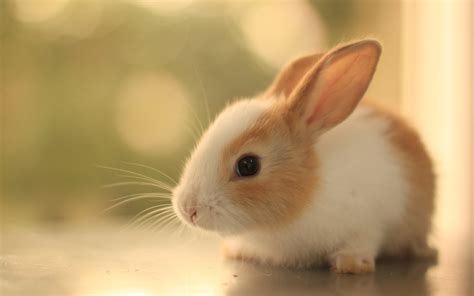 Adorable Rabbit Hd Wallpaper For Animal Lovers