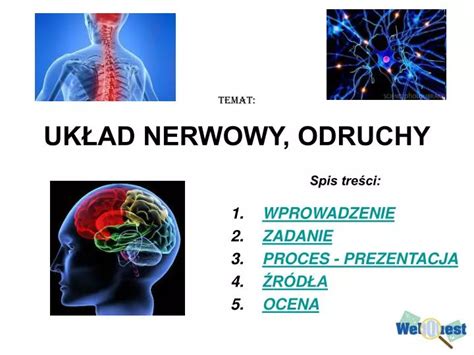 PPT Temat UKŁAD NERWOWY ODRUCHY PowerPoint Presentation free