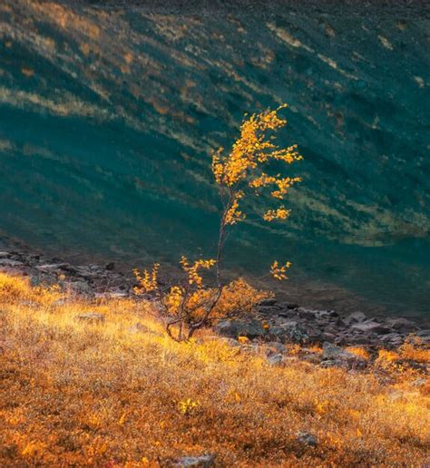 Uma Rvore Solit Ria Folhas Amarelas Refletida Na Gua Do Lago