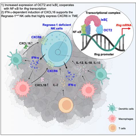 Pulling Out The Stops Deletion Of Regnase Promotes Anti Tumor