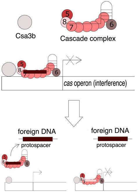 Frontiers Mechanisms Regulating The Crispr Cas Systems