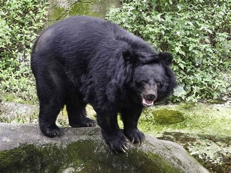 711台灣黑熊遇害全公開 北市動物園115播映紀錄片 生活 自由時報電子報