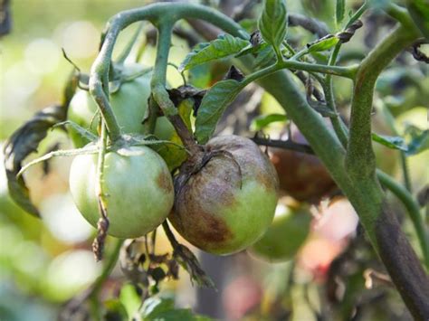 Late Blight Tomato Disease - Late Blight Symptoms And Treatment