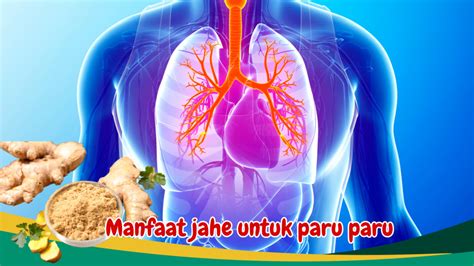 Manfaat Luar Biasa Jahe Untuk Kesehatan Paru Paru Birds N Bees