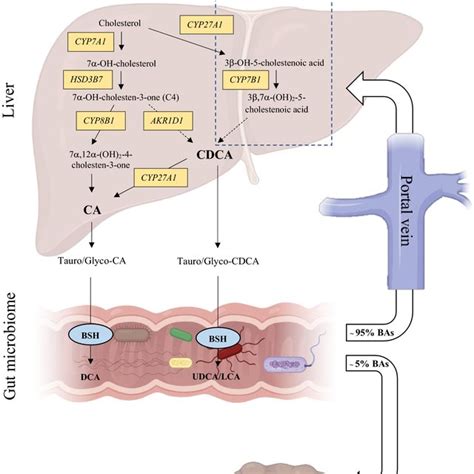 Source Of Bile Acids In The Brain Approximately 95 Of The Bile Acids