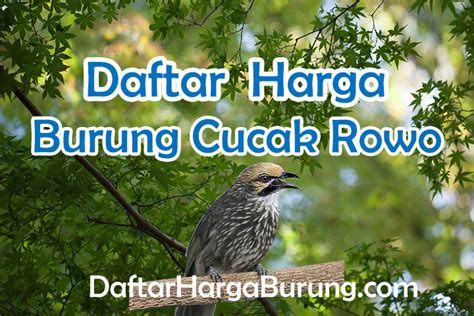 Harga Burung Cucak Rowo Semua Jenis Terbaru 2022