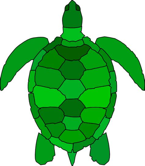 How To Draw Turtle Shell Pattern Clipart Best