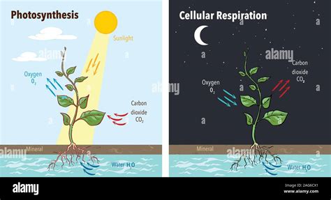 Respiration And Photosynthesis In Plants