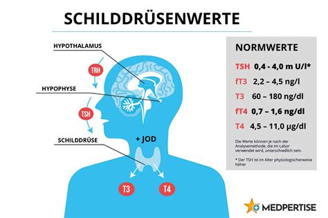 Schilddrüsenwerte TSH fT4 was bedeuten sie