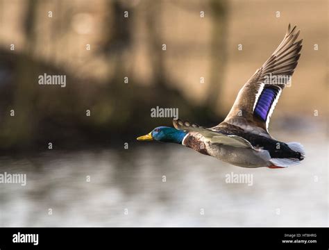 Male Adult Mallard Duck In Flight Stock Photo Alamy