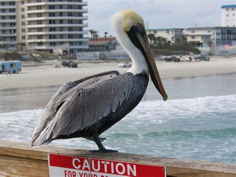 1000+ images about BIRDS: I LOVE PELICANS on Pinterest | The pelican, Islands and Birds