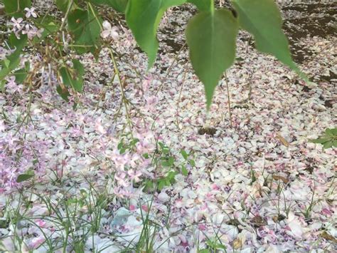 風花雪月 作者：薛荔 每日頭條