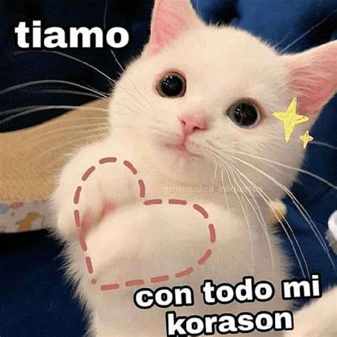 Gatos Memes Amor El Gatos Nbkomputer