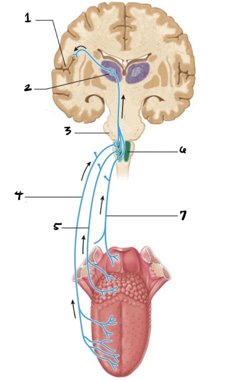 Ch 15: Gustatory Pathway Diagram | Quizlet