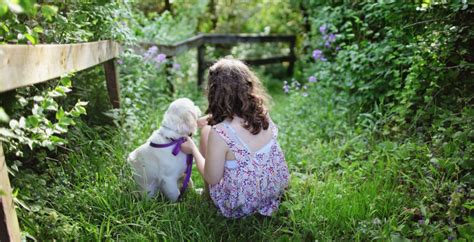 Golden Retriever Carattere E Comportamento Altezza