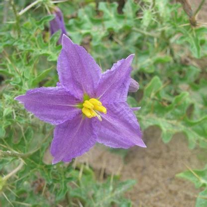 Buy Solanum xanthocarpum Plant online- Vermi Organics