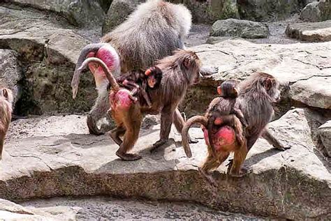 Ryukyu Life: Okinawan Folktale: Red Butt of a Japanese Monkey