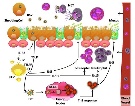 Figure 1 From Host Components Contributing To Respiratory Syncytial