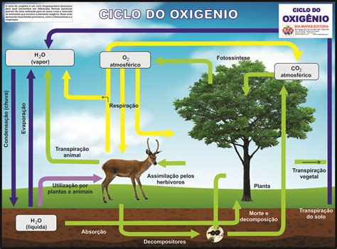 Ciclo Do Oxigênio • Bia Mapas