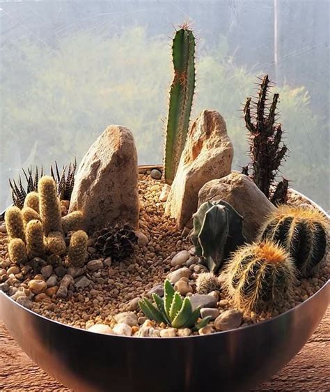 Terrarium Cactus Garden Terrarium Garden Plants Indoor Plants