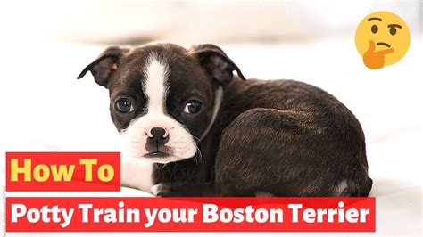 Are Boston Terrier Puppies Easy To Potty Train