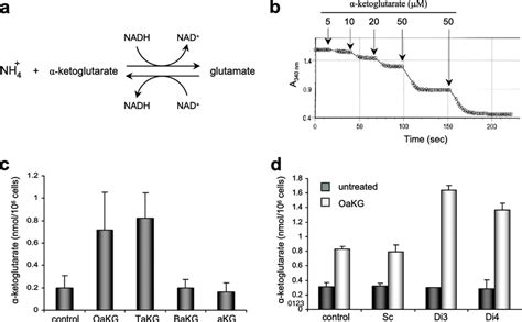 The Intracellular Ketoglutarate Level Is Elevated In Cells Treated With