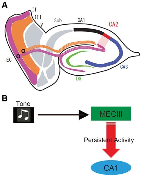 Entorhinalhippocampal Neuronal Circuits Bridge Temporally