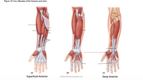 Muscles Fo The Forearm And Wrist Diagram Quizlet